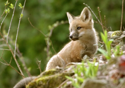 Green Durham Association - Image of a fox pup.