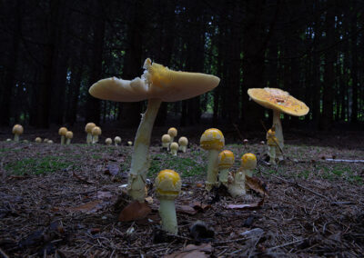 Green Durham Association - Image of mushrooms. Photo by Roy Robinson.