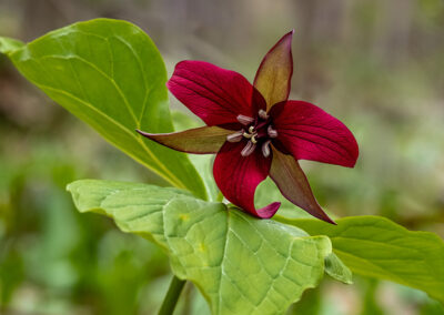 Green Durham Association - Image of a Red Trillium. Photo by Michael Nelson.