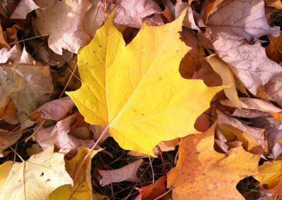 Green Durham Association - Image of a Sugar Maple leaf. Photo by Nancy Melcher.