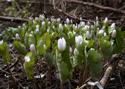 Green Durham Association - Image of beautiful new wood anemones. Photo by Roy Robinson.